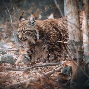 Tirage Fine Art 30x40 cm Lynx