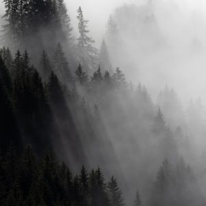 Tirage Fine Art 30x40 cm Brume sur la Forêt